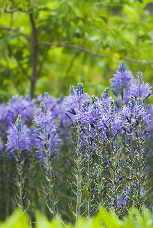 Camassia (Quamash)花- I